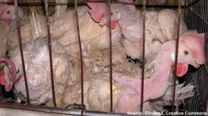 ag-gag-500x280-v01