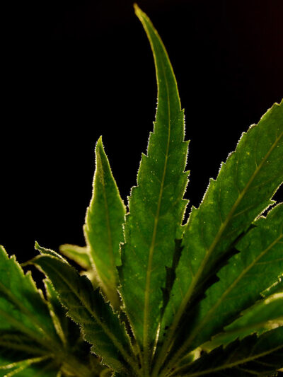 Marijuana plant