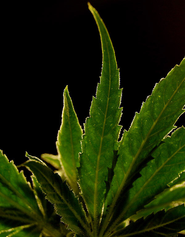 Marijuana plant